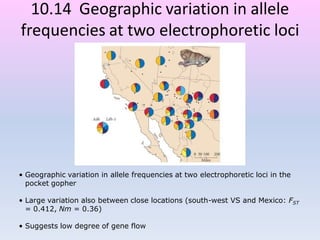 10.14 Geographic variation in allele
frequencies at two electrophoretic loci
in the pocket gopher
• Geographic variation in allele frequencies at two electrophoretic loci in the
pocket gopher
• Large variation also between close locations (south-west VS and Mexico: FST
= 0.412, Nm = 0.36)
• Suggests low degree of gene flow
 