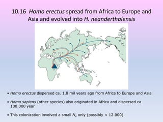 10.16 Homo erectus spread from Africa to Europe and
Asia and evolved into H. neanderthalensis
• Homo erectus dispersed ca. 1.8 mil years ago from Africa to Europe and Asia
• Homo sapiens (other species) also originated in Africa and dispersed ca
100.000 year
• This colonization involved a small Ne only (possibly < 12.000)
 