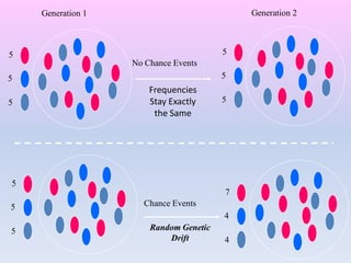 5
5
5
Generation 1 Generation 2
7
4
4
No Chance Events
5
5
5
Chance Events
Random Genetic
Drift
5
5
5
Frequencies
Stay Exactly
the Same
 