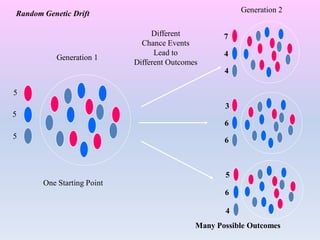 5
5
5
Generation 1
Generation 2
Different
Chance Events
Lead to
Different Outcomes
One Starting Point
Many Possible Outcomes
7
4
4
6
4
5
6
6
3
Random Genetic Drift
 