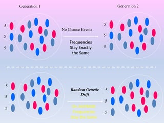 5
5
5
Generation 1 Generation 2
5
5
5
No Chance Events
5
5
5
Random Genetic
Drift
5
5
5
Frequencies
Stay Exactly
the Same
On AVERAGE
Frequencies
Stay the Same
 