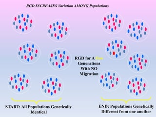 RGD for A Few
Generations
With NO
Migration
START: All Populations Genetically
Identical
END: Populations Genetically
Different from one another
RGD INCREASES Variation AMONG Populations
 