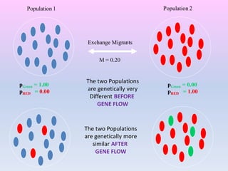 pGreen = 1.00
pRED = 0.00
Population 1 Population 2
Exchange Migrants
M = 0.20
pGreen = 0.00
pRED = 1.00
The two Populations
are genetically very
Different BEFORE
GENE FLOW
The two Populations
are genetically more
similar AFTER
GENE FLOW
 