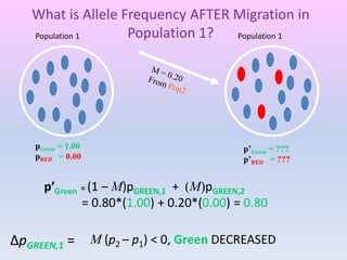 p’Green = (1 – M)pGREEN,1 + (M)pGREEN,2
= 0.80*(1.00) + 0.20*(0.00) = 0.80
ΔpGREEN,1 = M (p2 – p1) < 0, Green DECREASED
What is Allele Frequency AFTER Migration in
Population 1?
pGreen = 1.00
pRED = 0.00
p’Green = ???
p’RED = ???
Population 1Population 1
 