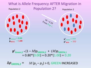 ΔpGREEN,2 = M (p1 – p2) > 0, GREEN INCREASED
What is Allele Frequency AFTER Migration in
Population 2?
pGreen,2 = 0.00
pRED,2 = 1.00
p’Green = ???
p’RED = ???
p’Green,2 = (1 – M)pGREEN,2 + (M)pGREEN,1
= 0.80*(0.00) + 0.20*(1.00) = 0.20
Population 2Population 2
 