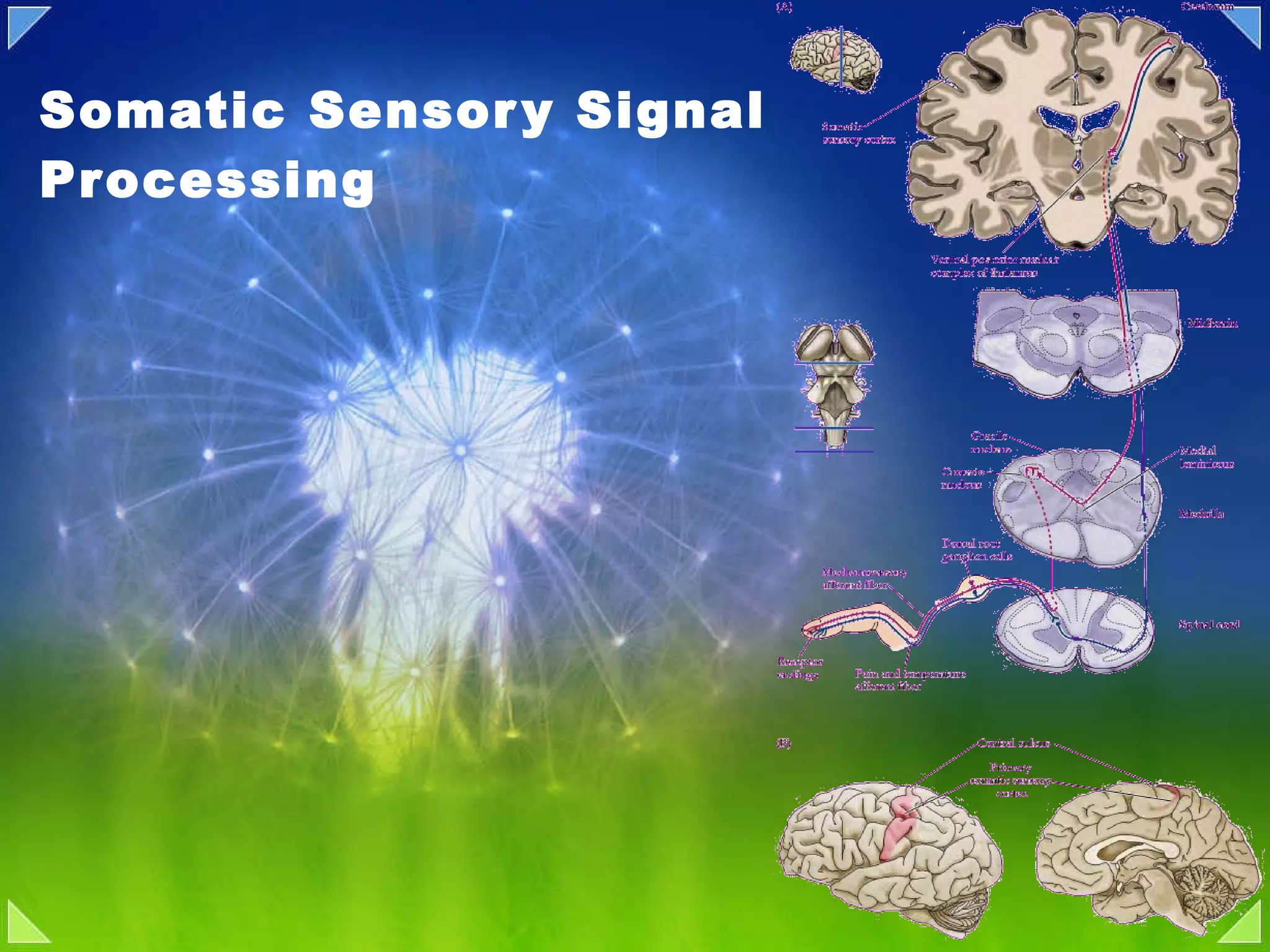 Somatic Sensory Signal Processing 