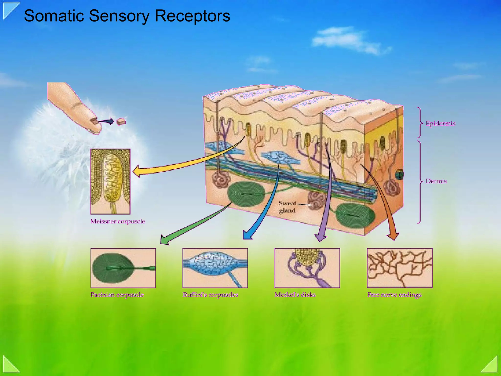 Somatic Sensory Receptors 