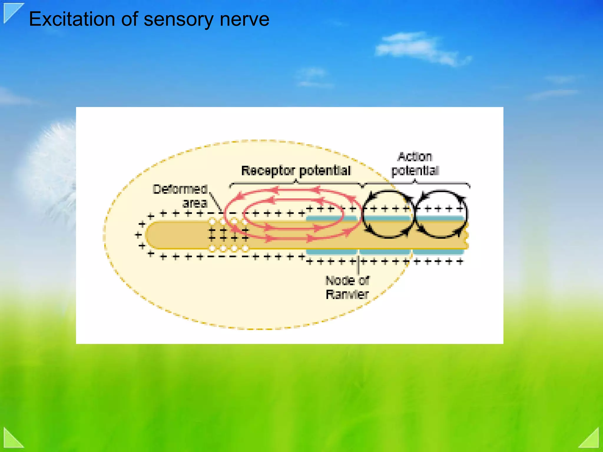 Excitation of sensory nerve 