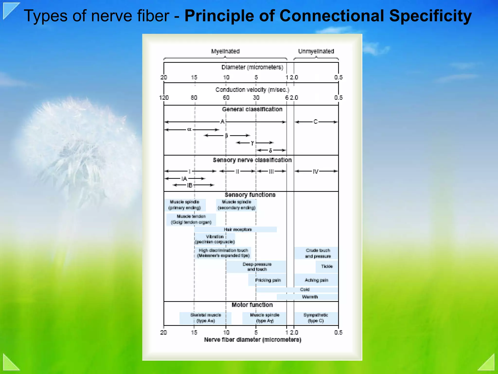 Types of nerve fiber -  Principle of Connectional Specificity 