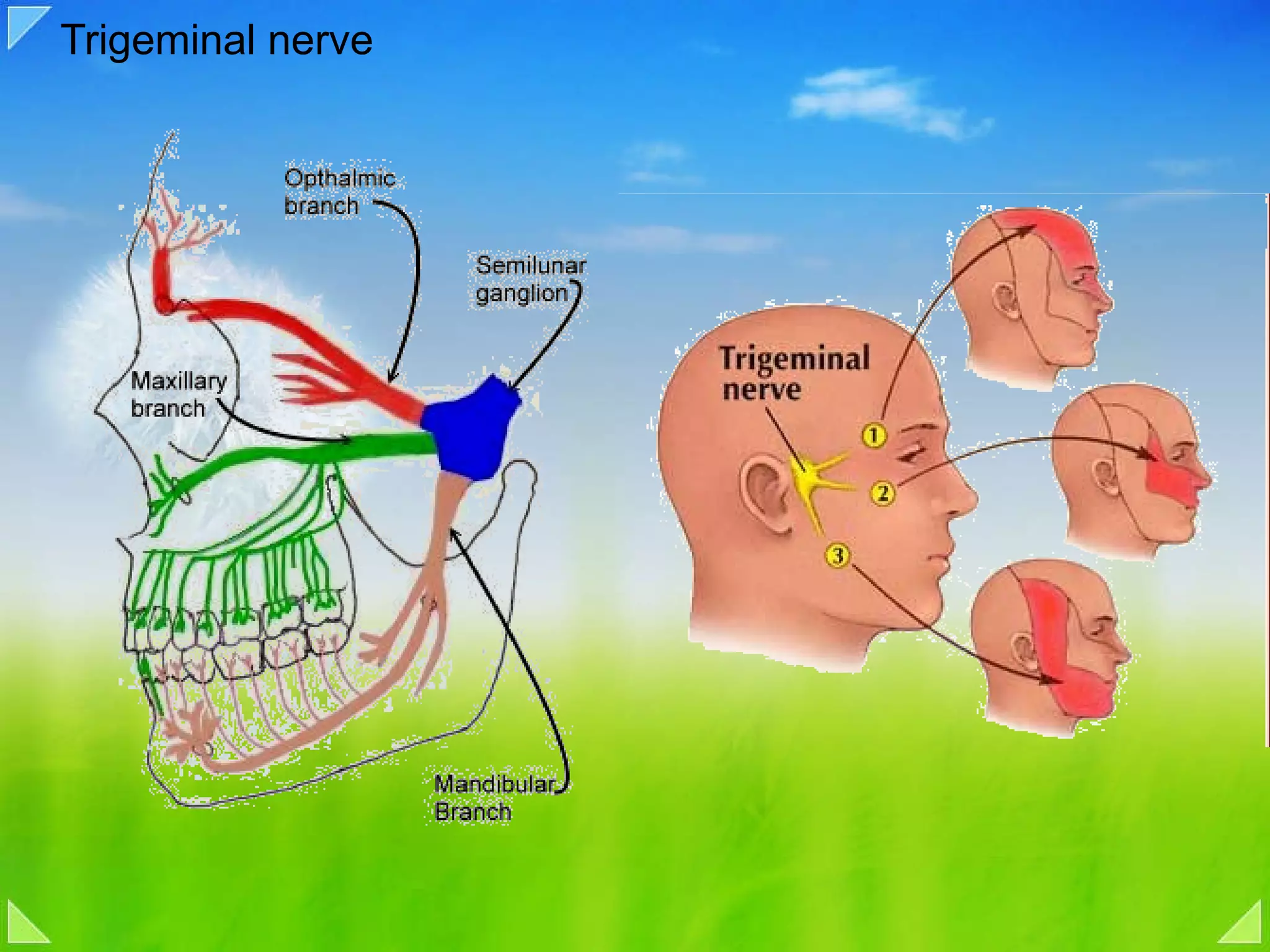 Trigeminal nerve 