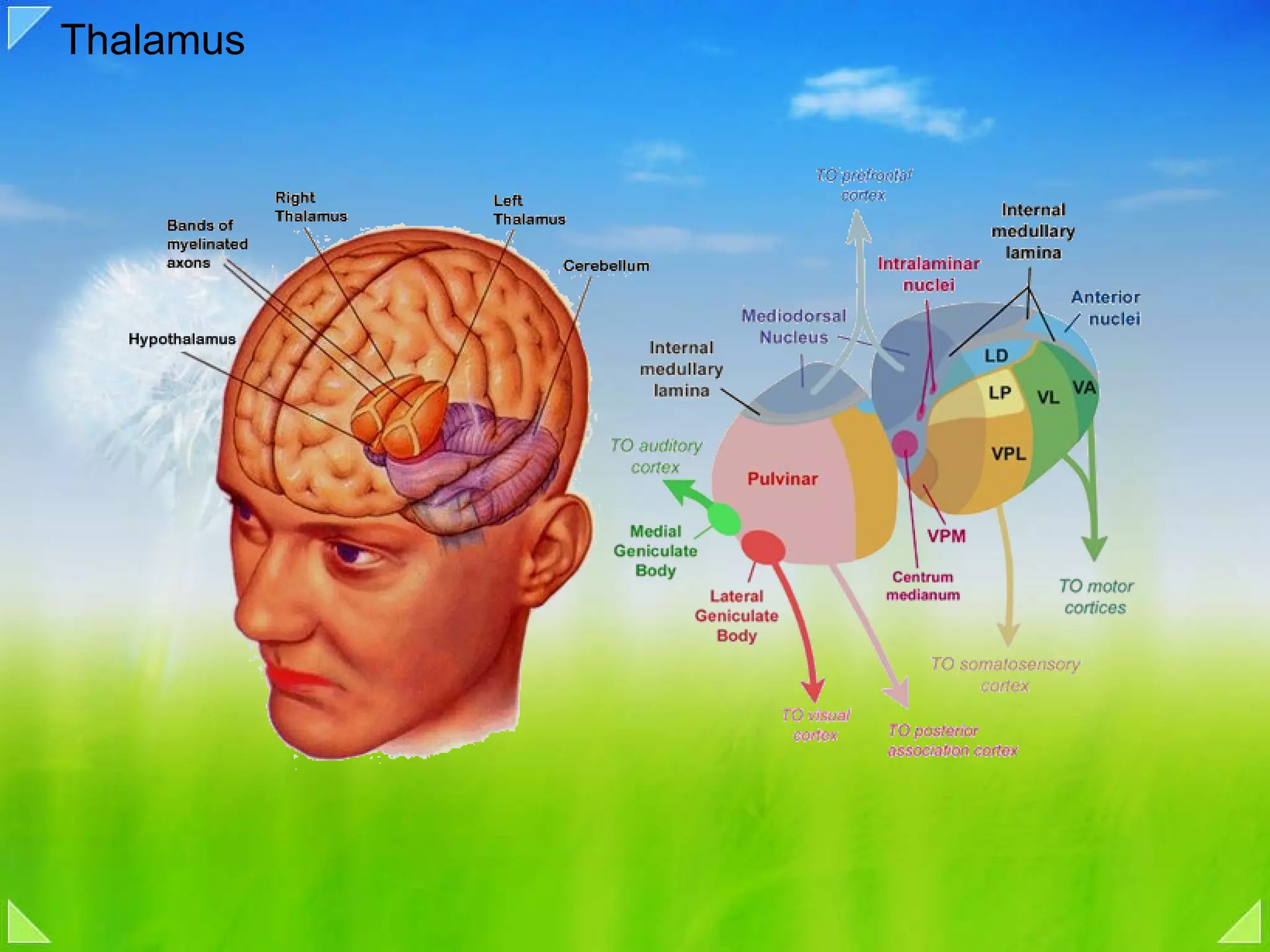Thalamus  