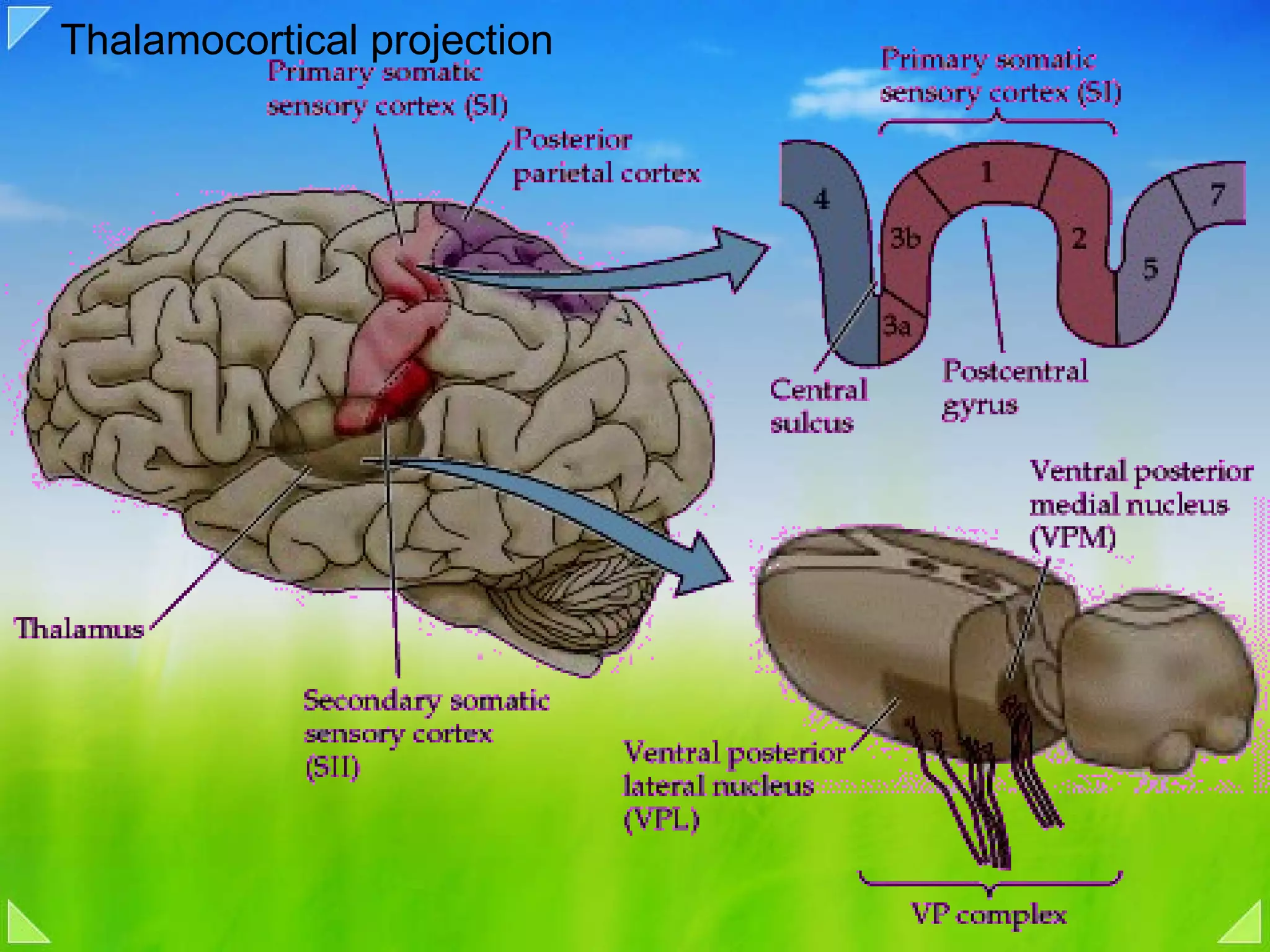 Thalamocortical projection 