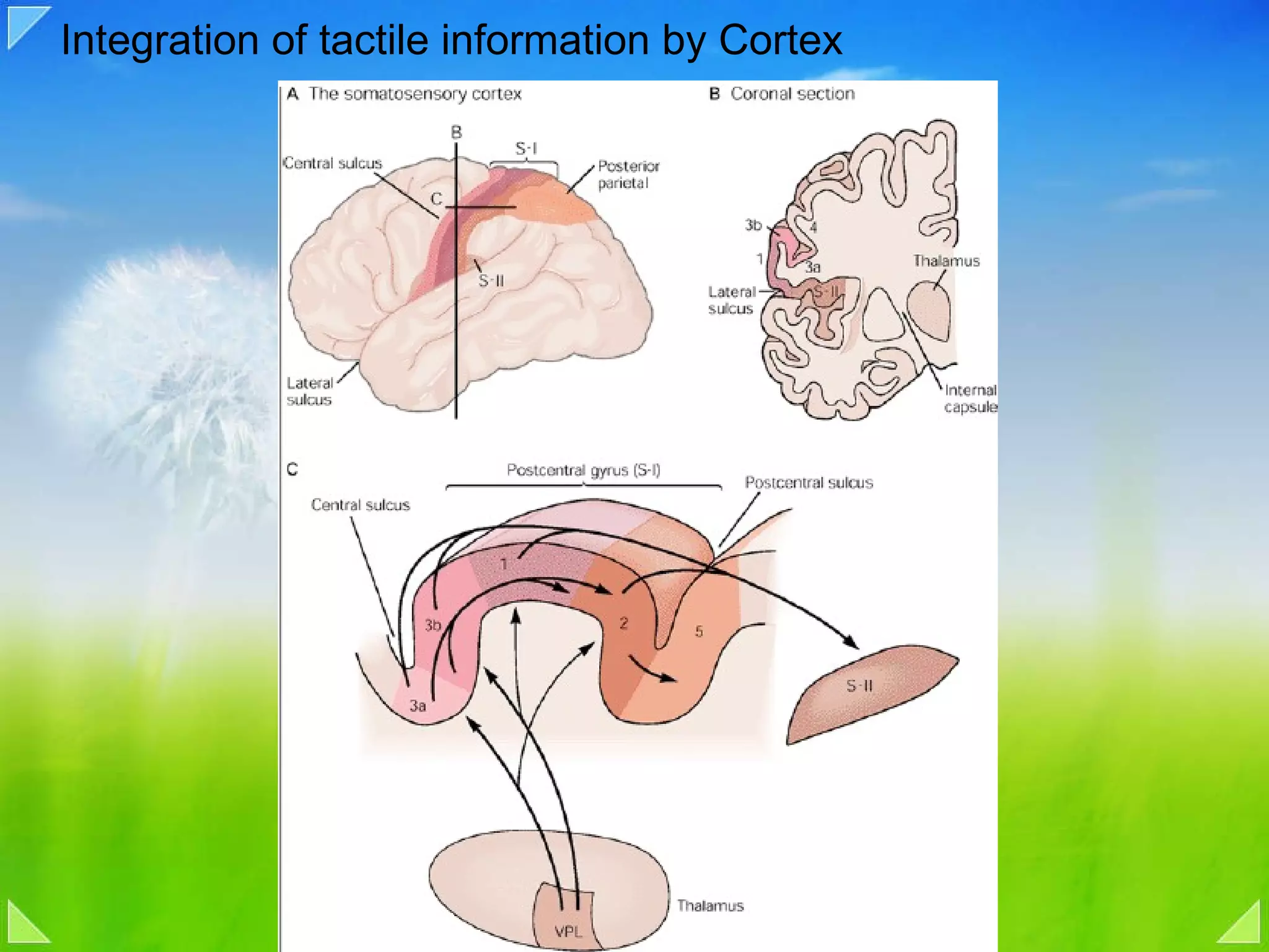 Integration of tactile information by Cortex 