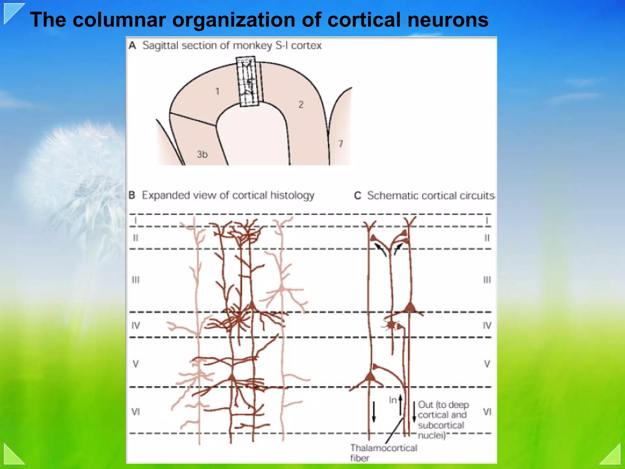 The columnar organization of cortical neurons  