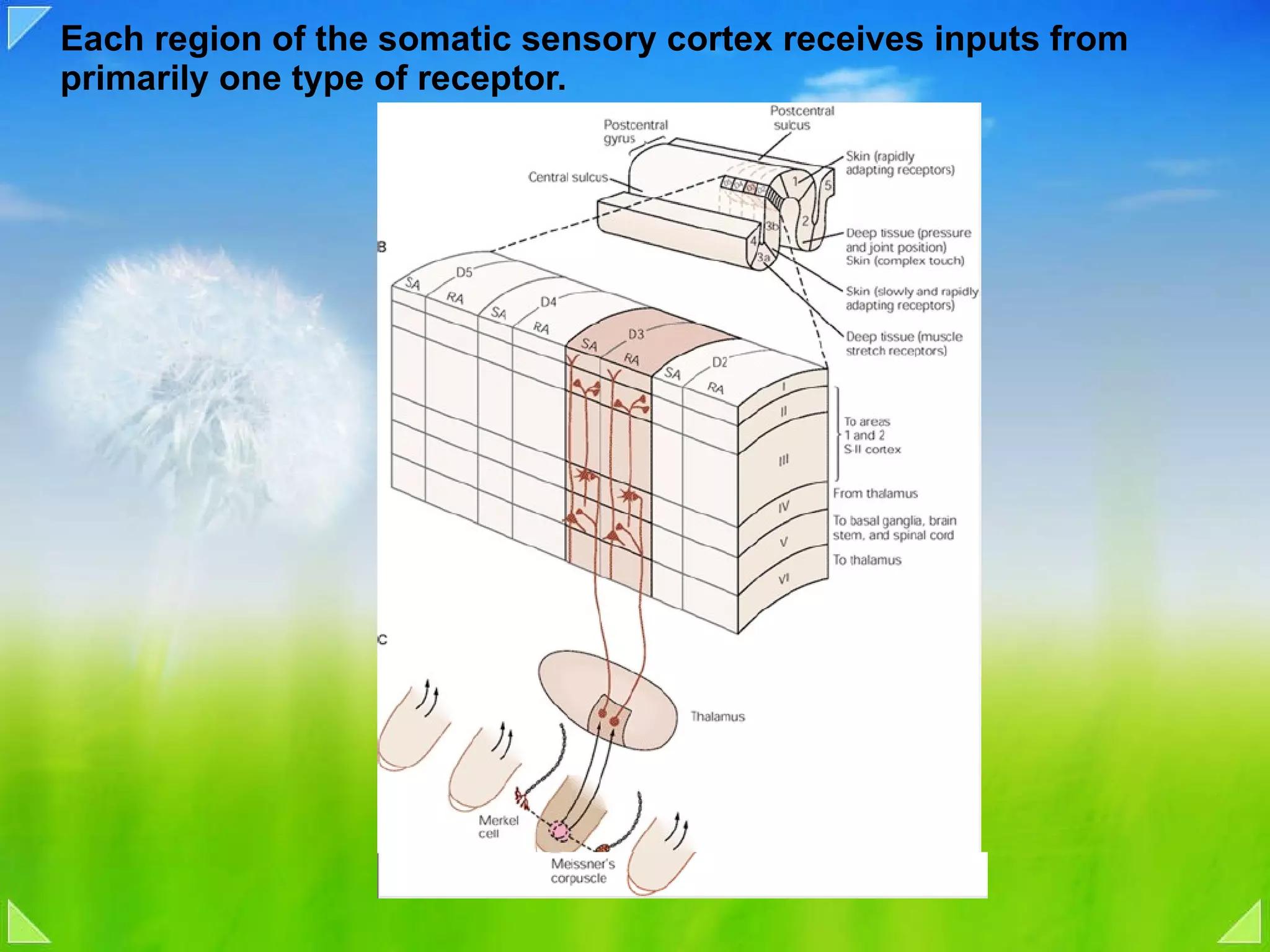 Each region of the somatic sensory cortex receives inputs from primarily one type of receptor. 