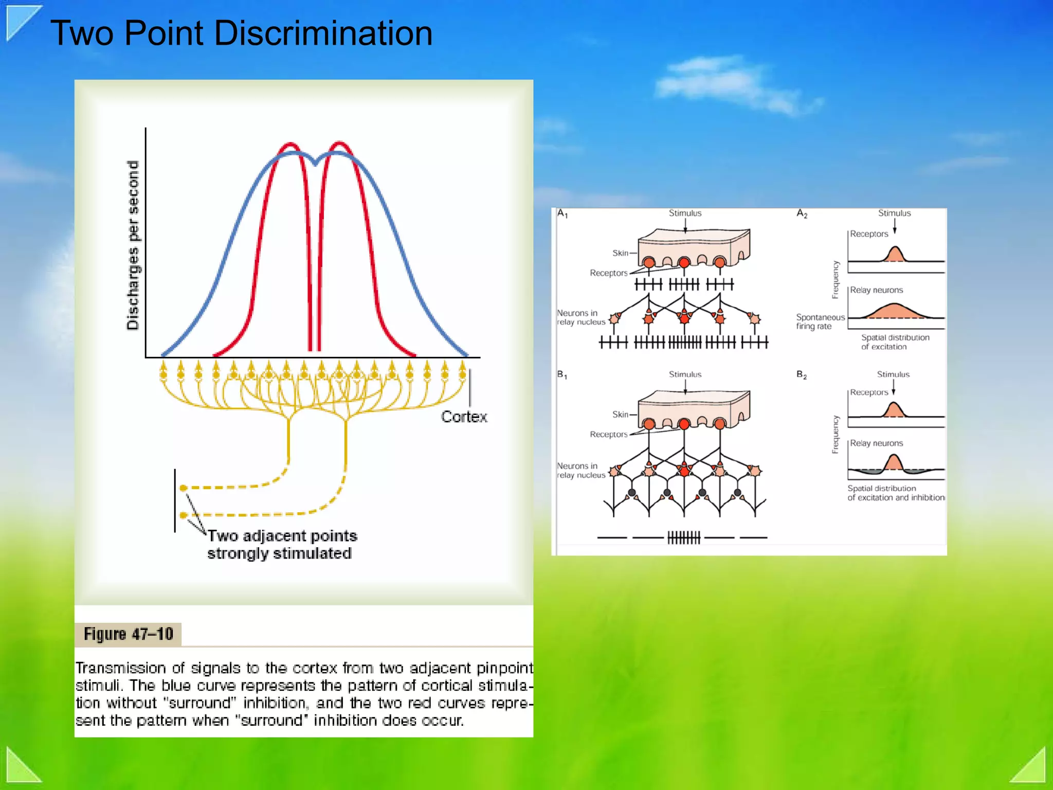 Two Point Discrimination 
