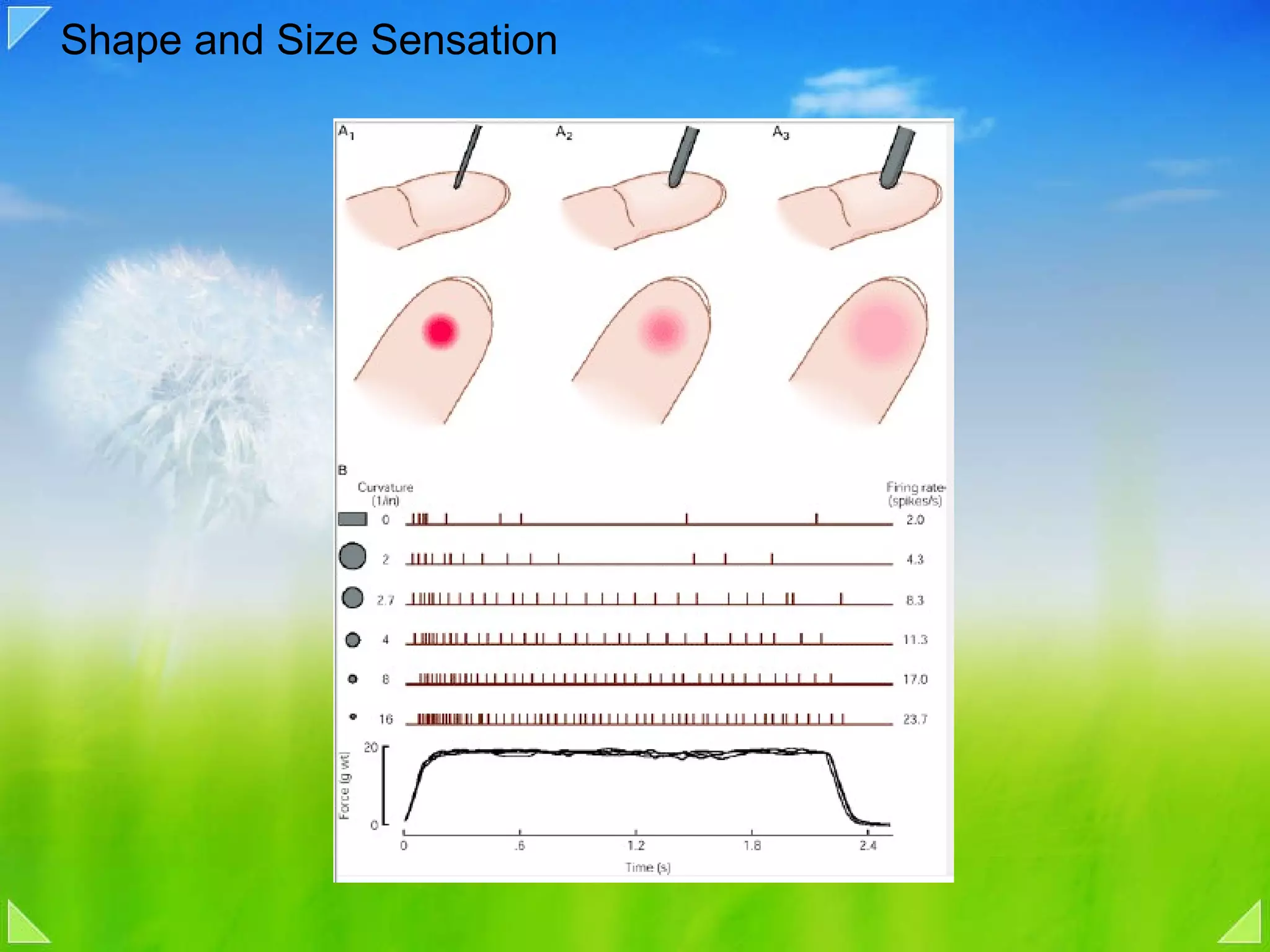 Shape and Size Sensation 