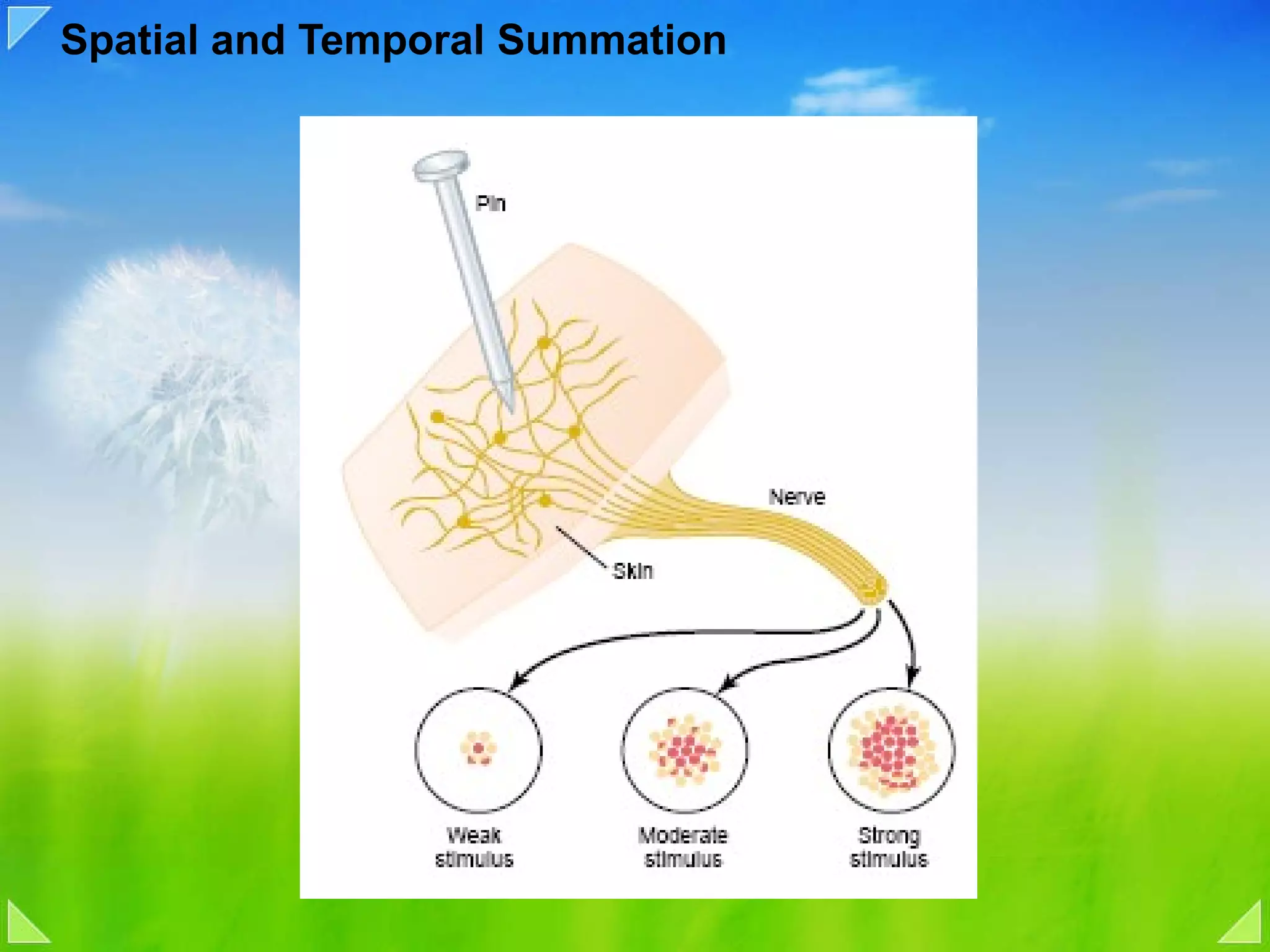 Spatial and Temporal Summation 