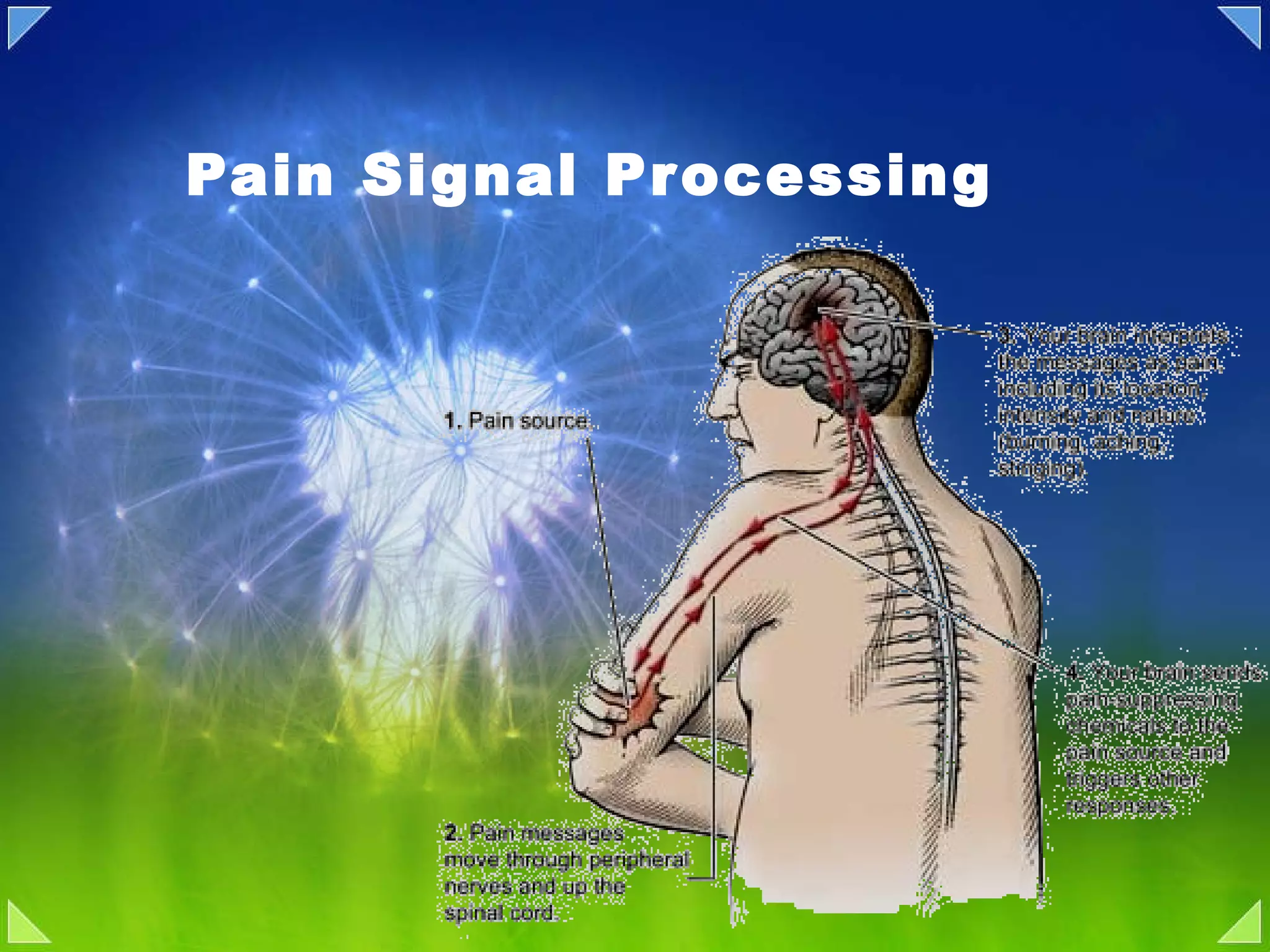 Pain Signal Processing 