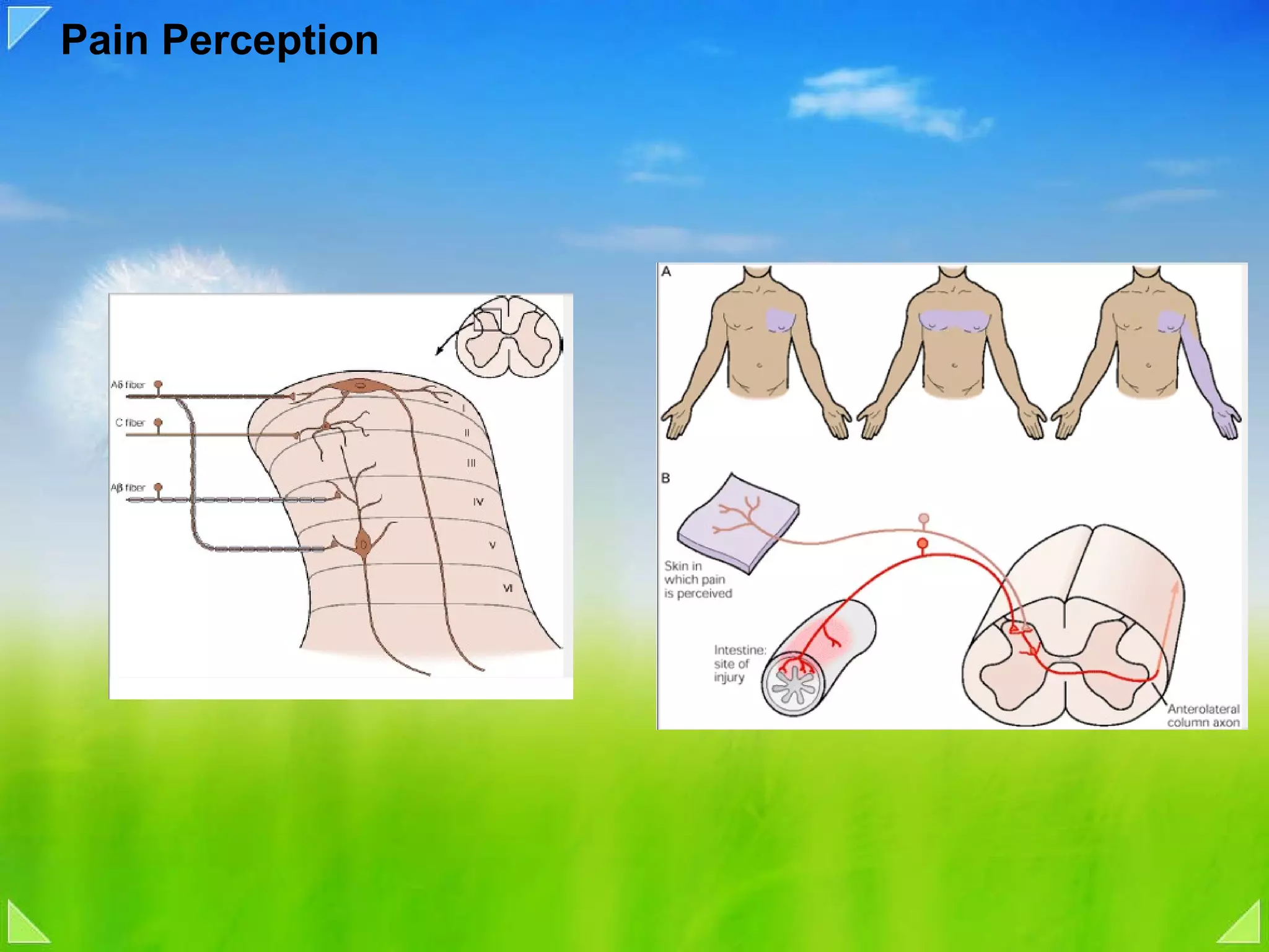 Pain Perception 
