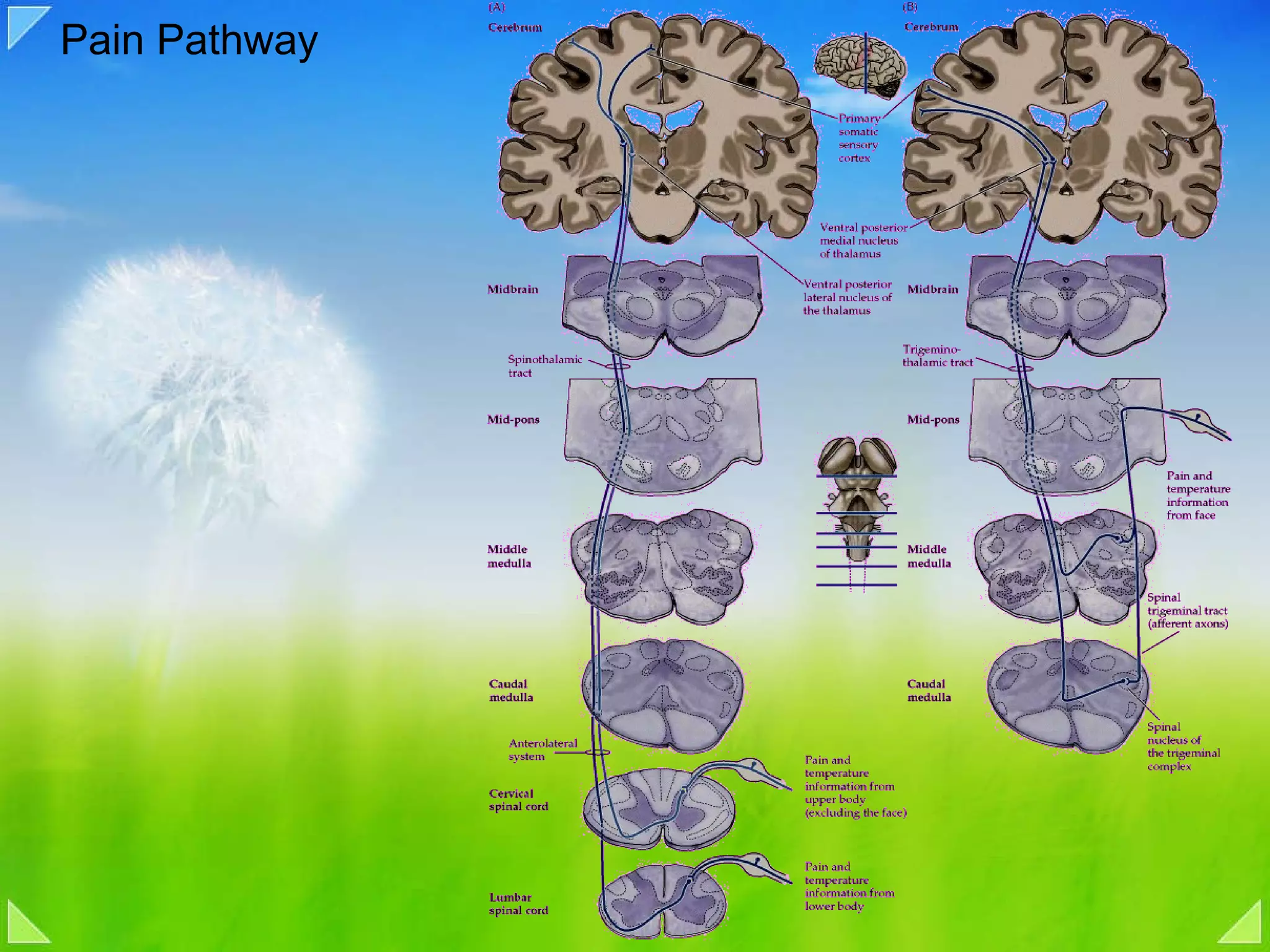 Pain Pathway 