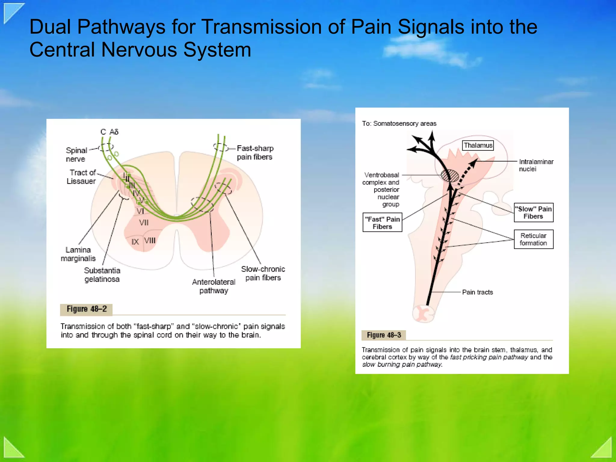 Dual Pathways for Transmission of Pain Signals into the Central Nervous System 