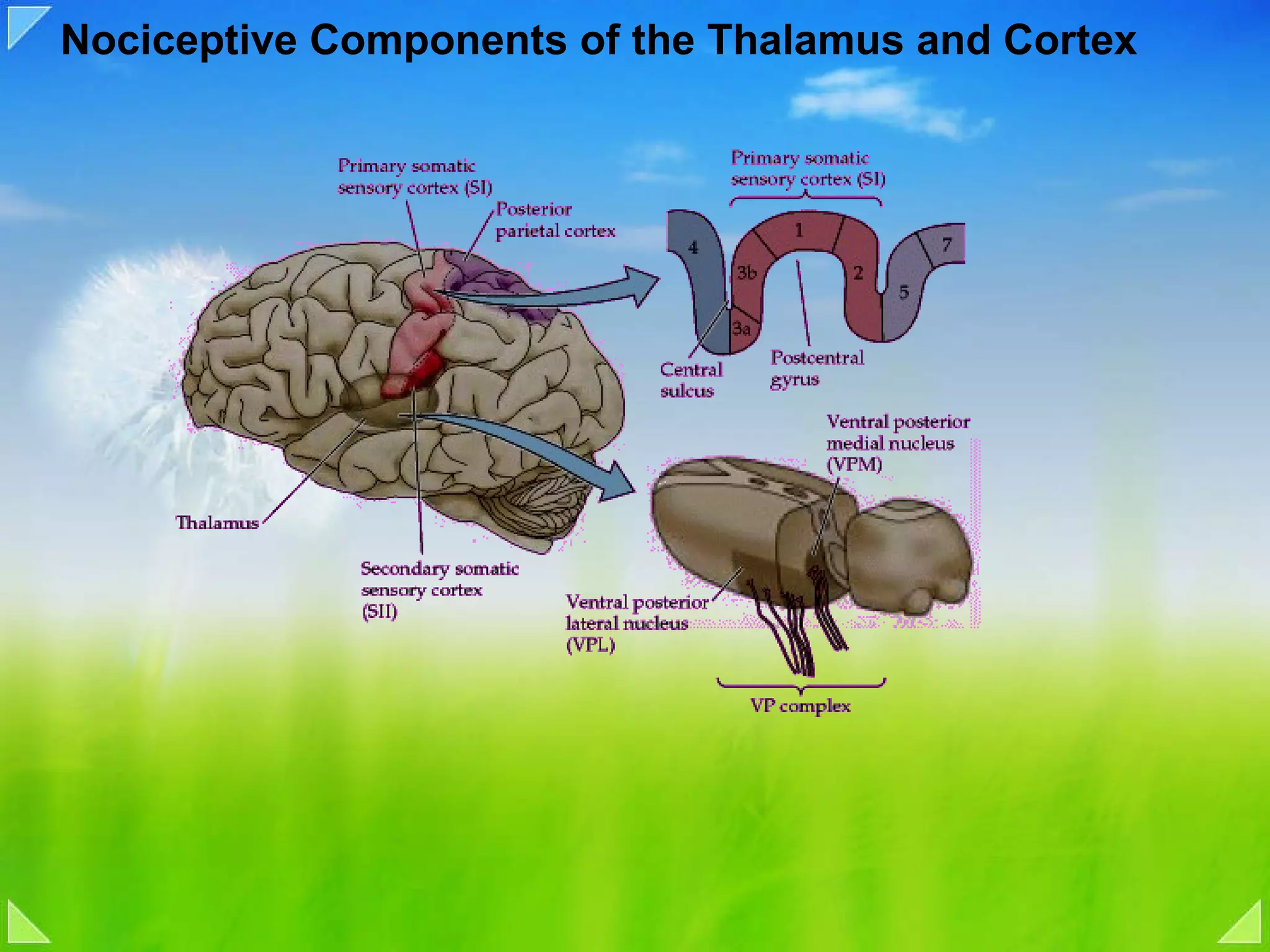 Nociceptive Components of the Thalamus and Cortex 
