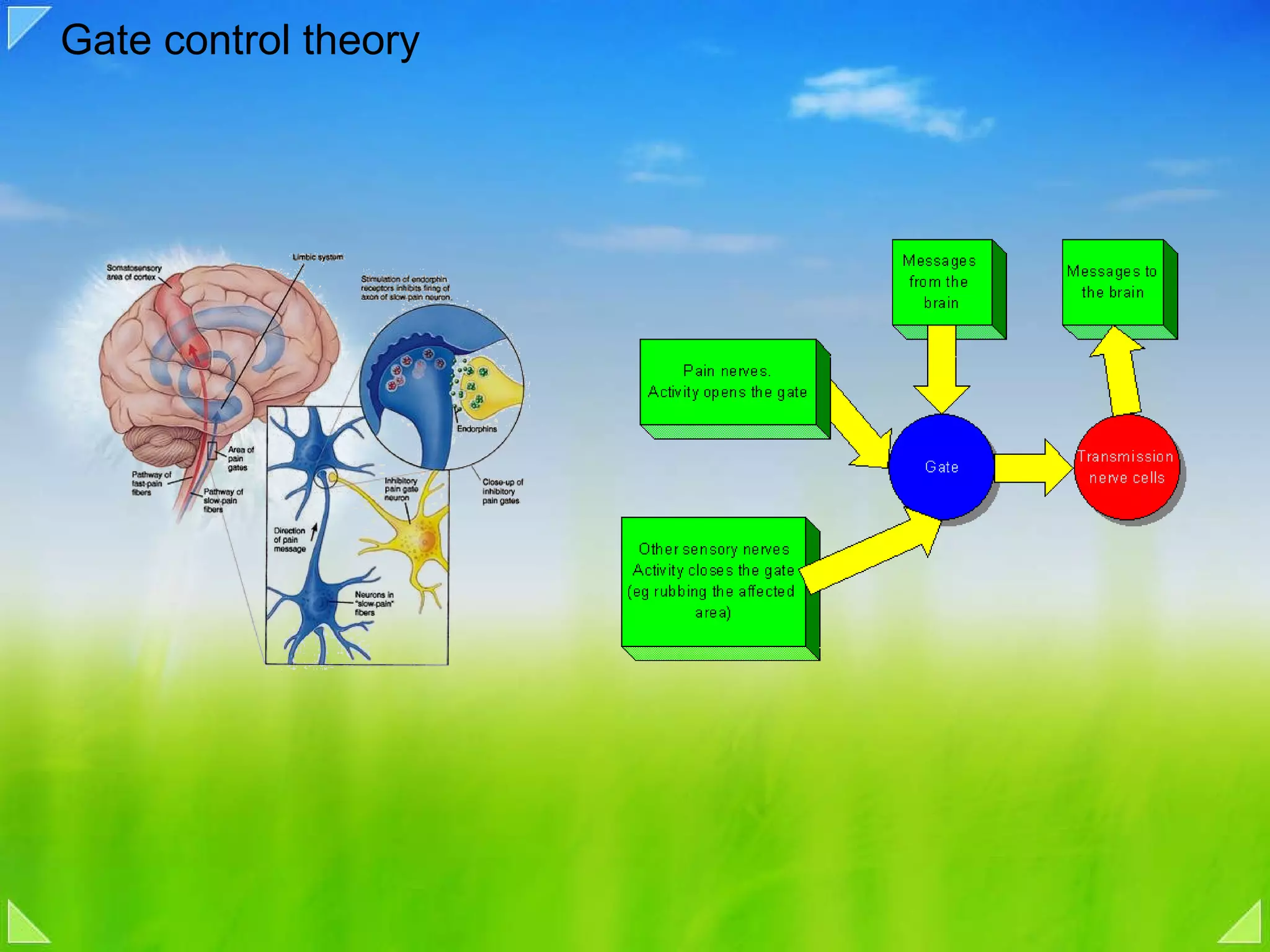 Gate control theory 