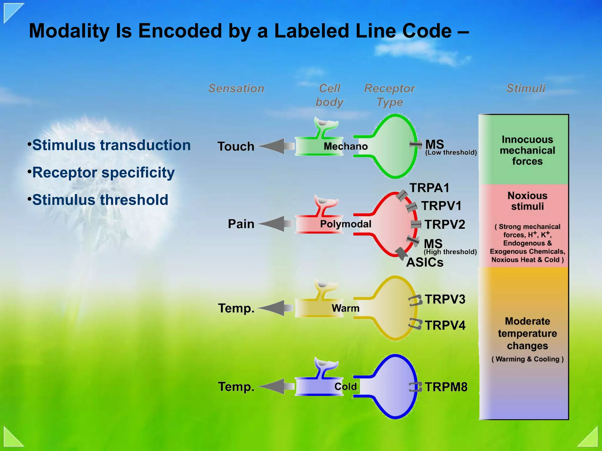 Modality Is Encoded by a Labeled Line Code –  Stimulus transduction Receptor specificity Stimulus threshold 