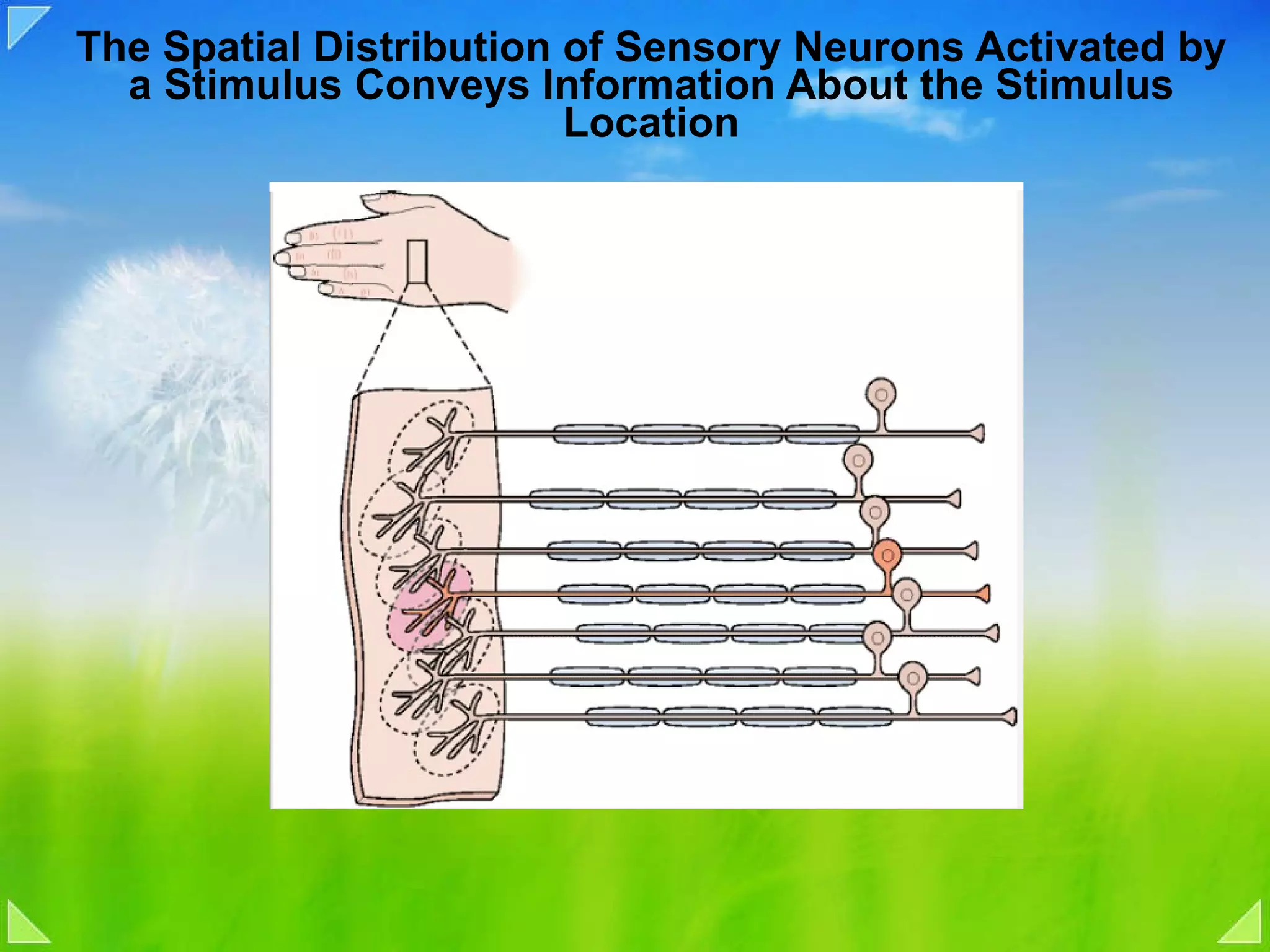 The Spatial Distribution of Sensory Neurons Activated by a Stimulus Conveys Information About the Stimulus Location 