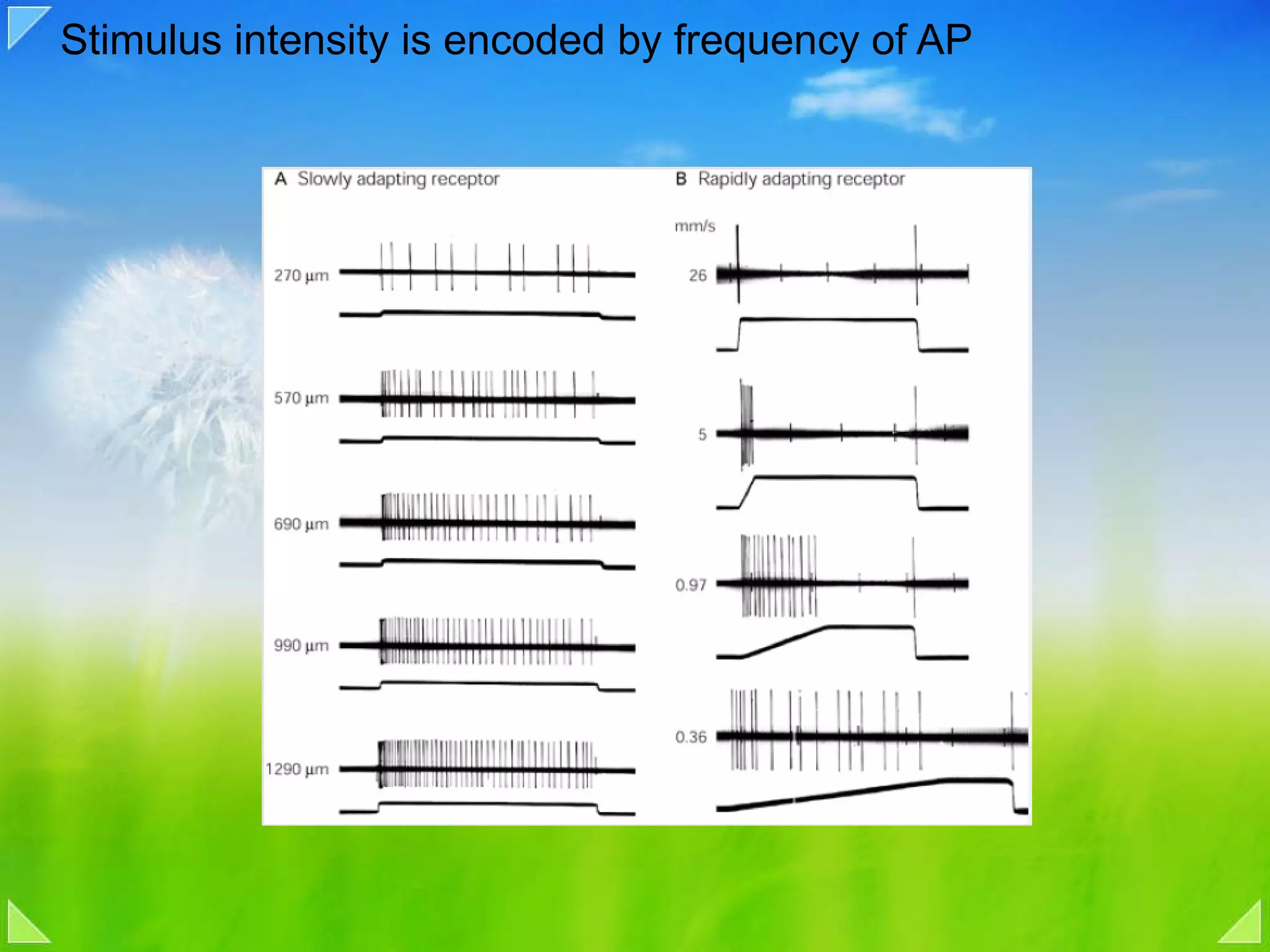 Stimulus intensity is encoded by frequency of AP 