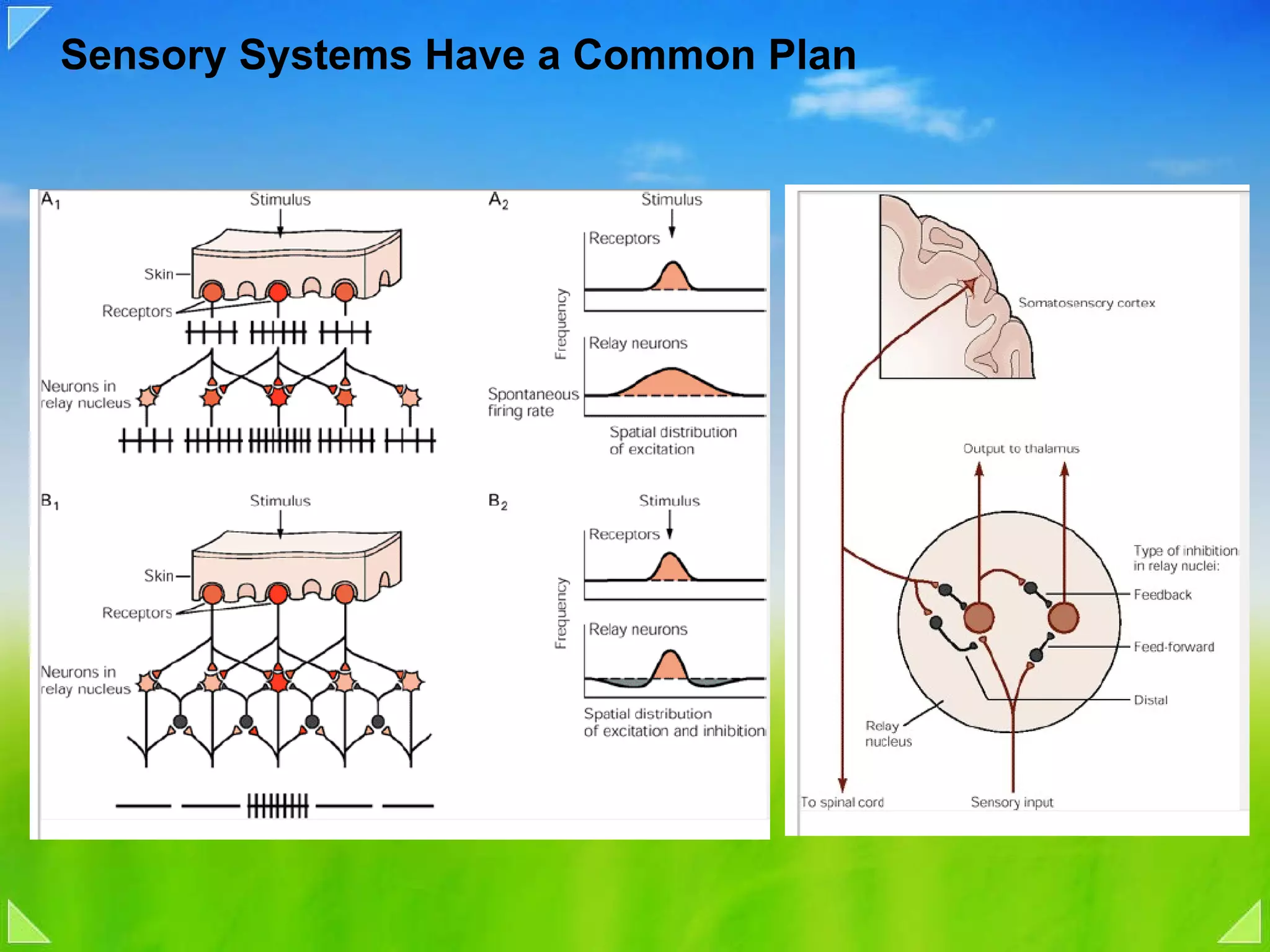 Sensory Systems Have a Common Plan 