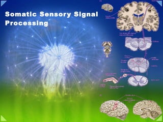 06 sensory processing | PPT