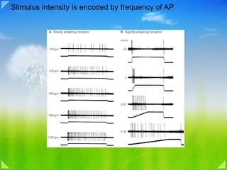 06 sensory processing | PPT