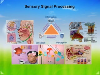 Sensory Signal Processing Information Sensation Perception 