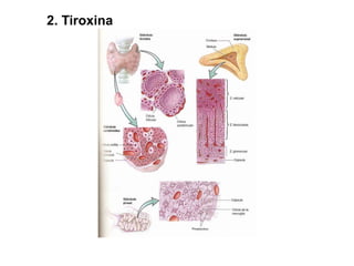 06 Sistema Endocrino (77).pptx