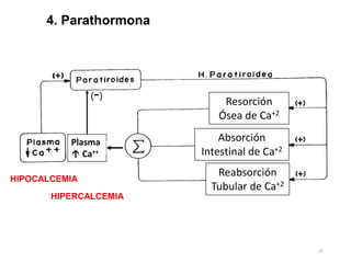 06 Sistema Endocrino (77).pptx