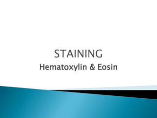 Hematoxylin & Eosin
 