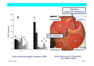 S.Dauger!JPU - Paris! 
Induction! 
production hémolysine! 
Lincosamides! Oxacilline! 
Effet inhibiteur! 
Vancomycine!Rifampicine! 
GC! 
PL! 
CL! PC! 
a! 
PC! 
C! 
P! 
GC! 
P! 
C! 
L! 
L! 
PL! 
CL! 
a! 
a! 
a! 
a! 
Coyle, Antimicrob Agents Chemother, 2003! Photo fournie par Pr S.Bonacorsi, ! 
CHU Robert Debré! 
DHBN/FN de l’enfant!19/09/13! 
 