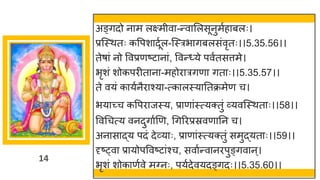 14
अङ्िदो न म लक्ष्मीव -न्तव मलसूनुमषह बलः।
प्रस्स्थतः कवपश दूषल-स्स्रभ िबलसांवृतः।।5.35.56।।
तेर् ां नो ववप्रणष्टट न ां, ववन्त्ये पवषतसत्तमे।
भृशां शोकपरीत न -महोर रिण ित ः।।5.35.57।।
ते वयां क यषनैर श्य -त्क लस्य नतक्रमेण च।
भय च्छ्च कवपर जस्य, प्र ण ांस्त्यक्तुां र्वयवस्स्थत ः।।58।।
ववगचत्य वनदुि षणण, गिररप्रस्रवण नन च।
अन स द्धय पदां देर्वय ः, प्र ण ांस्त्यक्तुां समुद्धयत ः।।59।।
दृष्ट्व प्र योपववष्टट ांश्च, सव षन्तव नरपुङ्िव न्।
भृशां शोक णषवे मग्नः, पयषदेवयदङ्िदः।।5.35.60।।
 