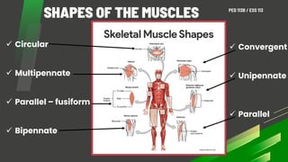 Comprehensive Overview of Upper and Lower Limb Muscles and Their ...