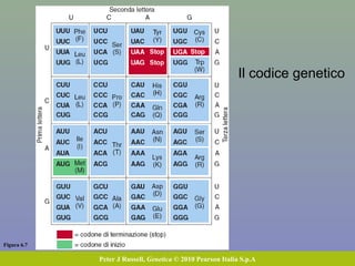 Figura 6.7
Peter J Russell, Genetica © 2010 Pearson Italia S.p.A
Il codice genetico
 