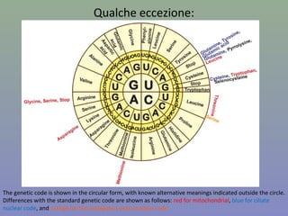 The genetic code is shown in the circular form, with known alternative meanings indicated outside the circle.
Differences with the standard genetic code are shown as follows: red for mitochondrial, blue for ciliate
nuclear code, and orange for the ambiguous yeast nuclear code
Qualche eccezione:
 