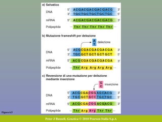 Figura 6.5
Peter J Russell, Genetica © 2010 Pearson Italia S.p.A
 