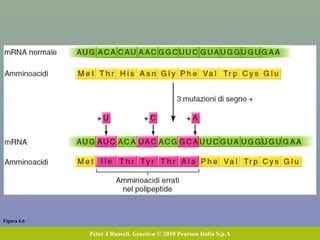 Figura 6.6
Peter J Russell, Genetica © 2010 Pearson Italia S.p.A
 