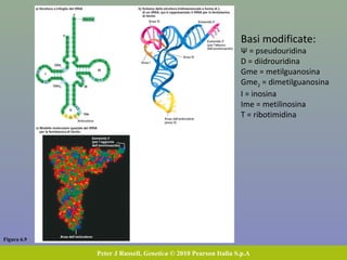Figura 6.9
Peter J Russell, Genetica © 2010 Pearson Italia S.p.A
Basi modificate:
Ψ = pseudouridina
D = diidrouridina
Gme = metilguanosina
Gme2 = dimetilguanosina
I = inosina
Ime = metilinosina
T = ribotimidina
 
