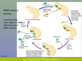 Figura 6.10
Peter J Russell, Genetica © 2010 Pearson Italia S.p.A
tRNA carico e
scarico.
L’amminoacido
viene legato al tRNA
dall’amminoacil
tRNA sintetasi
 