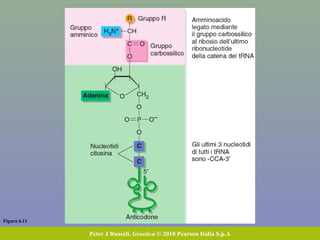 Figura 6.11
Peter J Russell, Genetica © 2010 Pearson Italia S.p.A
 