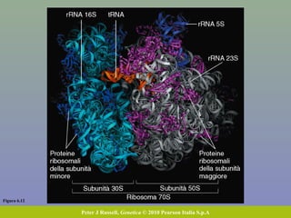 Figura 6.12
Peter J Russell, Genetica © 2010 Pearson Italia S.p.A
 