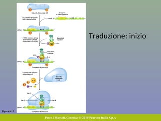 Figura 6.15
Peter J Russell, Genetica © 2010 Pearson Italia S.p.A
Traduzione: inizio
 